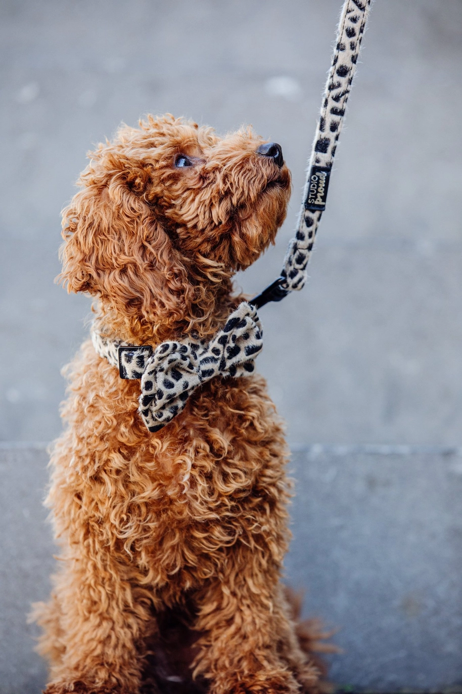 Halsband Cheetah - Studio Proud - Afbeelding 4