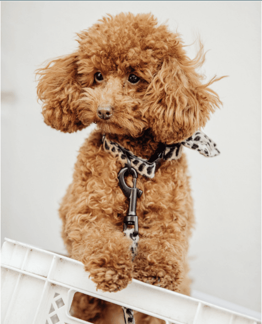 Halsband Cheetah - Studio Proud - Afbeelding 3