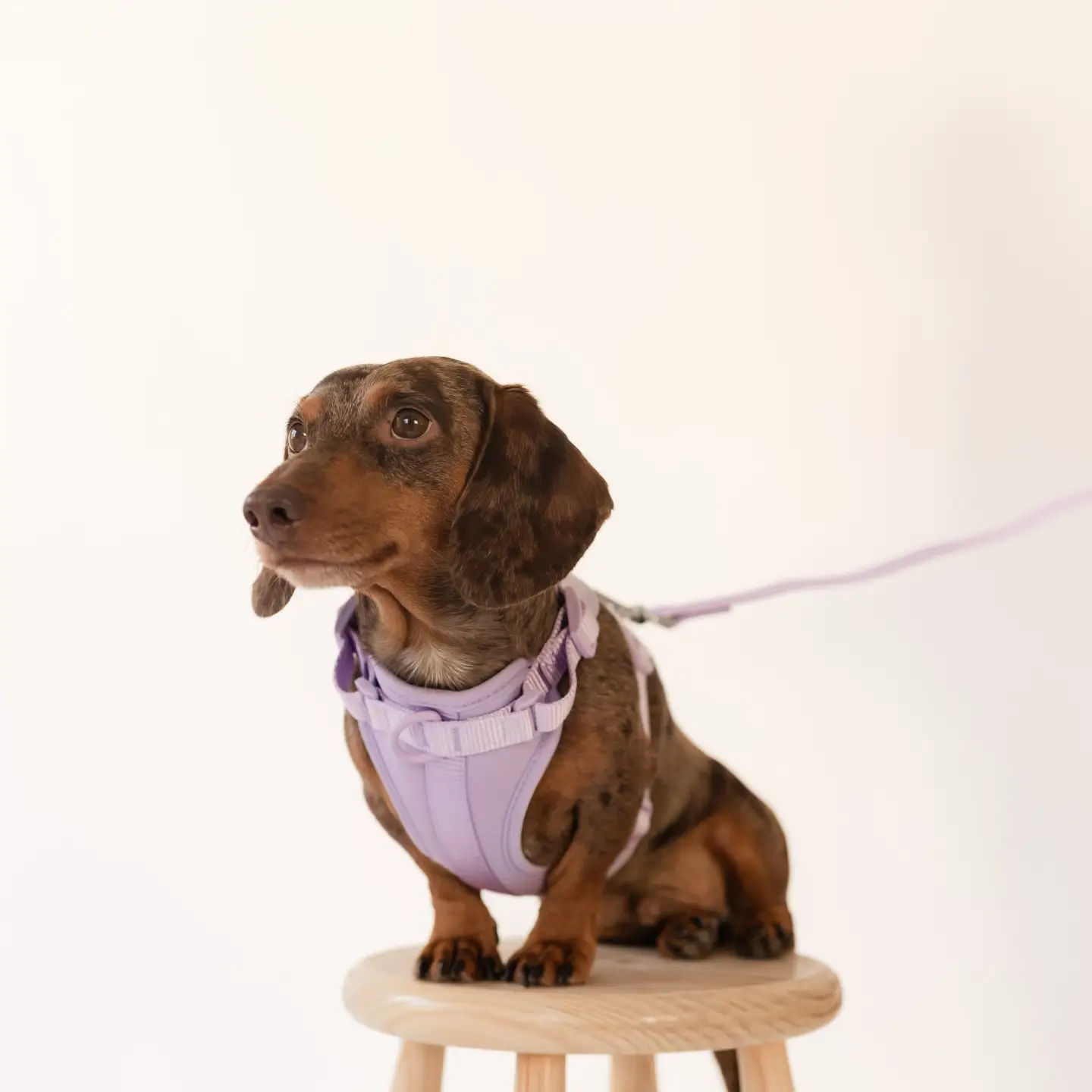 Harnas in neoprene Paars - Afbeelding 3