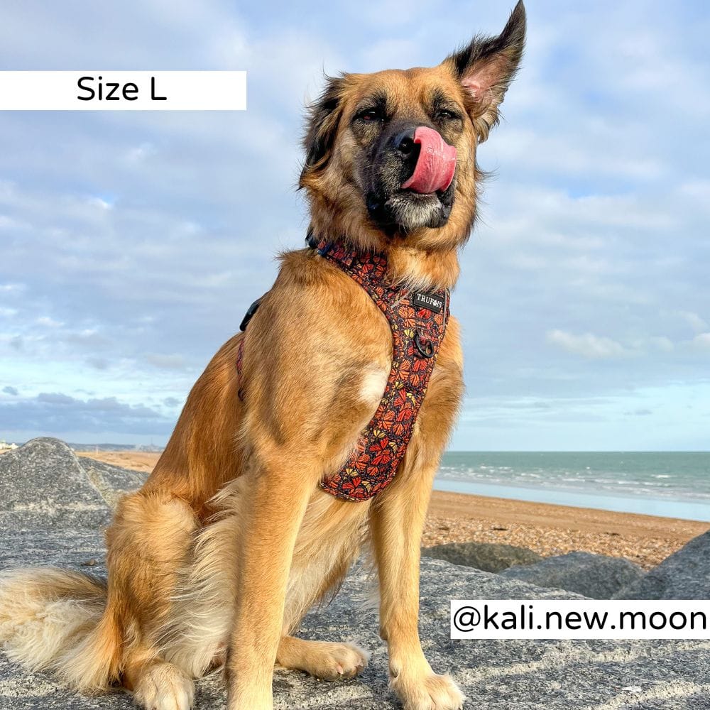 Fall and Fly Harnas - Afbeelding 4