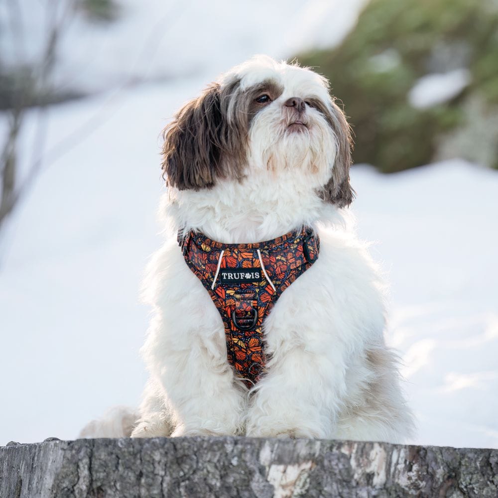 Fall and Fly Harnas - Afbeelding 3