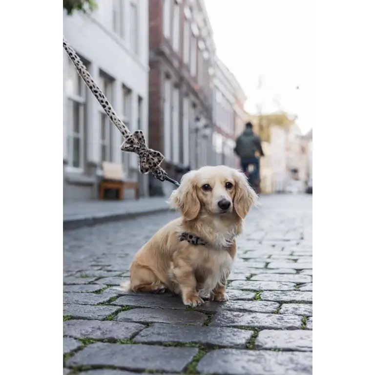 Halsband Cheetah - Studio Proud - Afbeelding 2