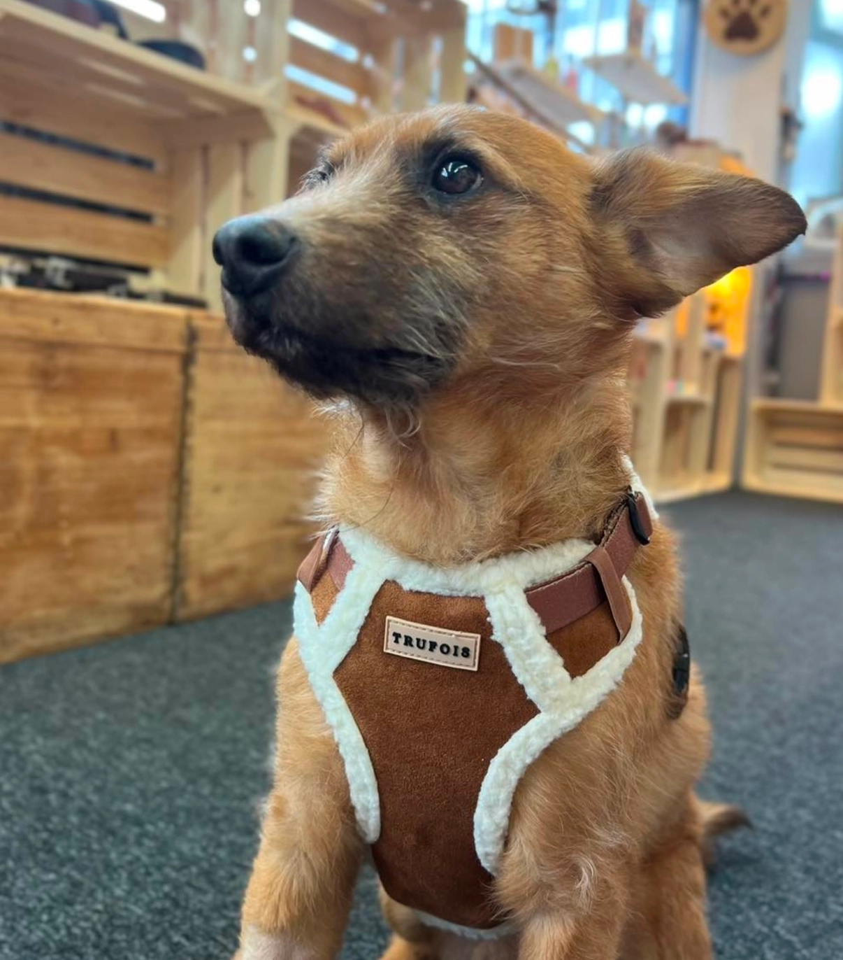 Top Gun Harnas - Afbeelding 2