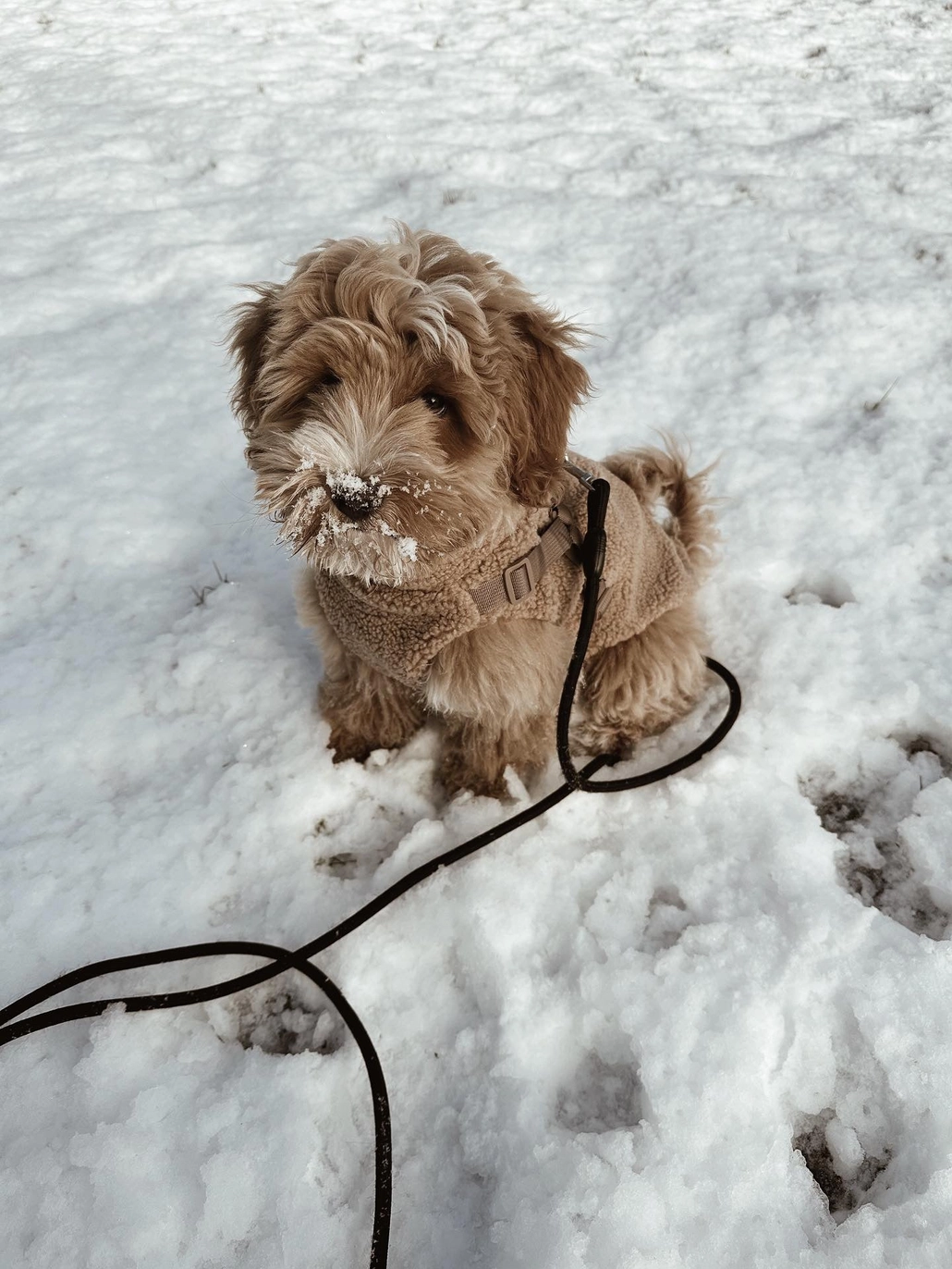 Teddyjas met ingebouwd Harnas Toffee - Afbeelding 3