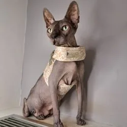 Liu-Jo Lichtgewicht Harnas voor Katten