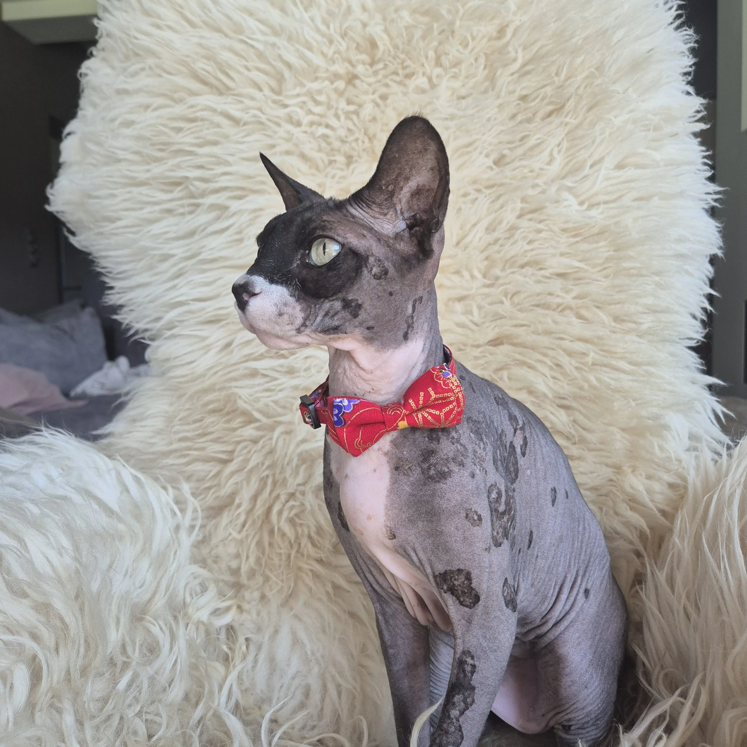 Japanse Stijl Verstelbare Kattenhalsband - Afbeelding 2