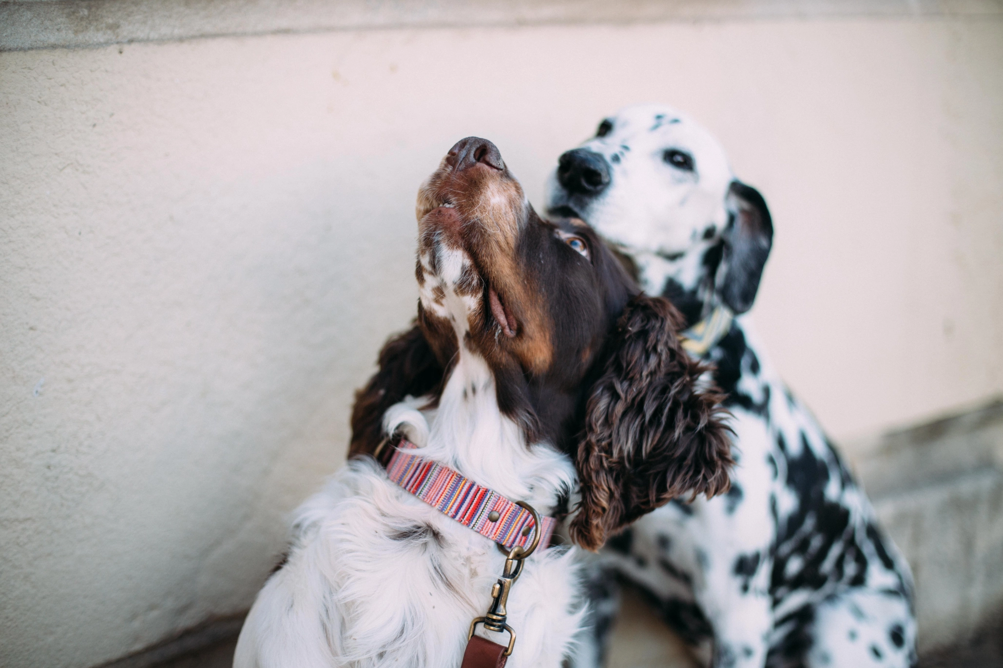 Toby halsband - Afbeelding 2