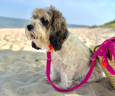 Teddy Leiband CosyLove in Fel Blauw - Afbeelding 2