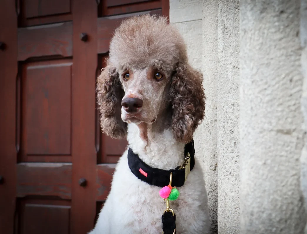 Halsbandband in Kasjmier Zwart