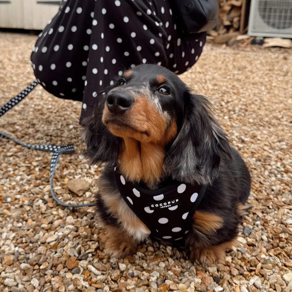 Satijnen Polka Dot Harnas van CocoPUp London - Afbeelding 3