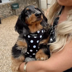 Satijnen Polka Dot Harnas van CocoPUp London