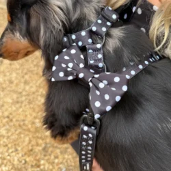 Satijnen Polka Dot Strik van CocoPup London