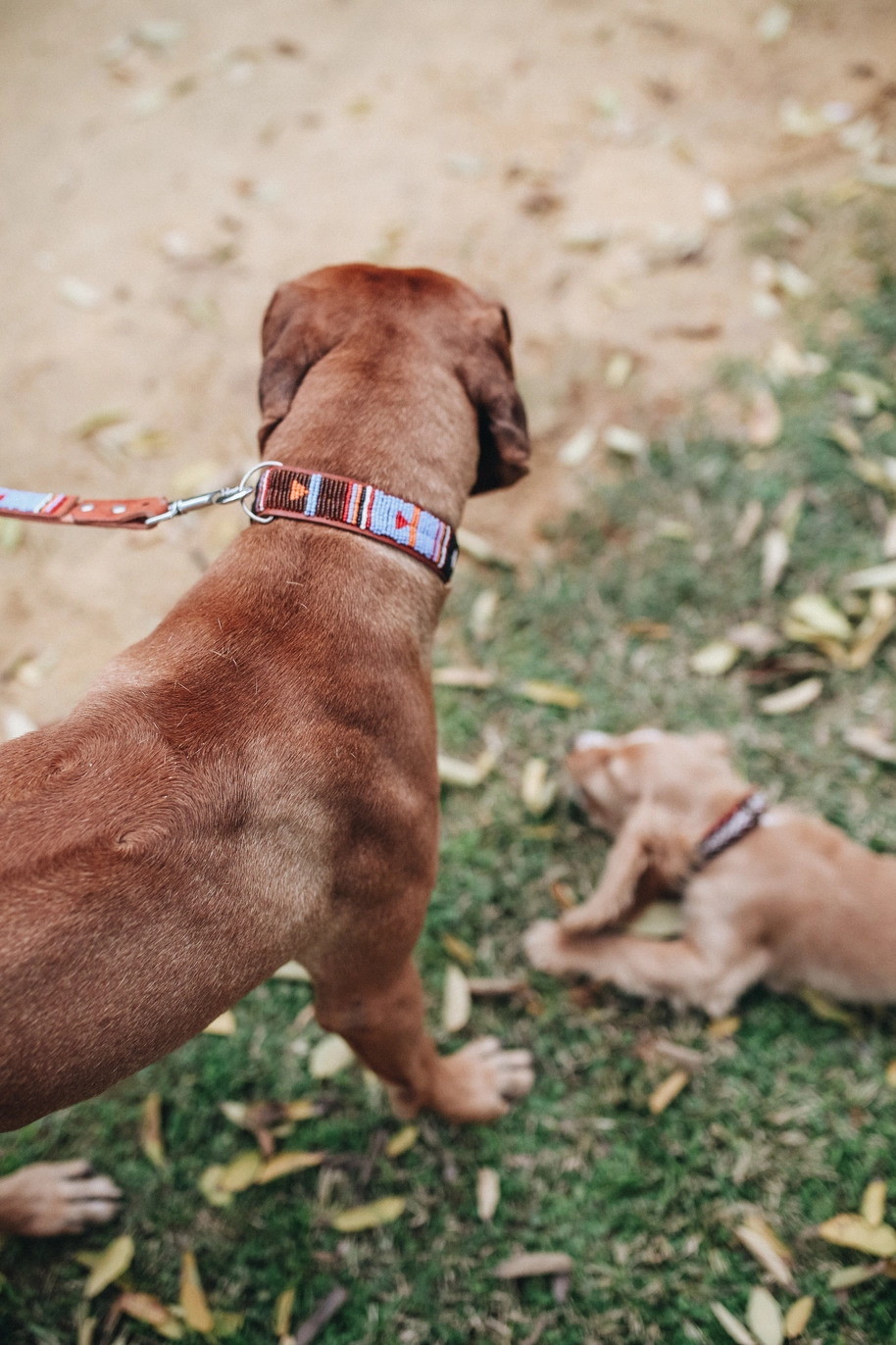 Nigeria Lederen Halsband - Afbeelding 2