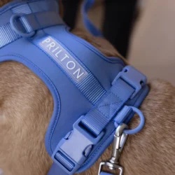 Harnas in neoprene Blauw
