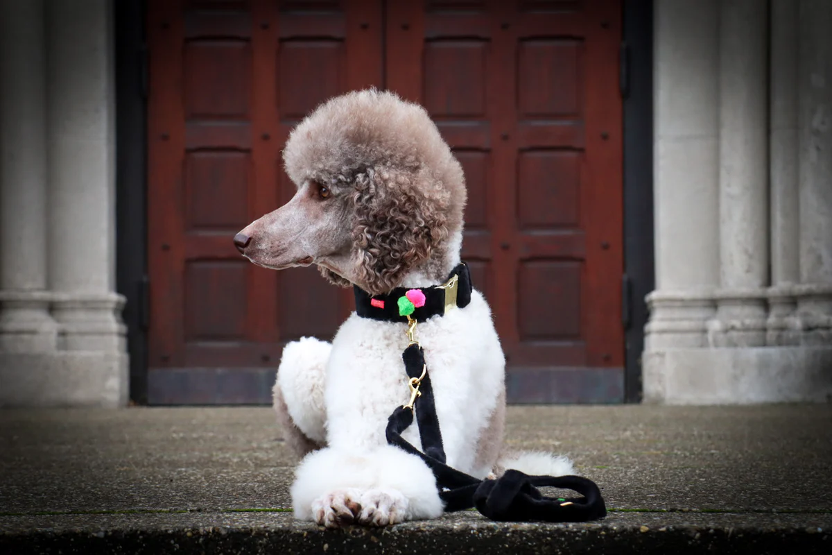 Leiband Kasjmier Zwart - Afbeelding 2