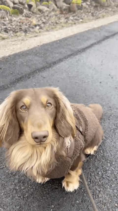 Teddyjas met ingebouwd Harnas Espresso - Afbeelding 3