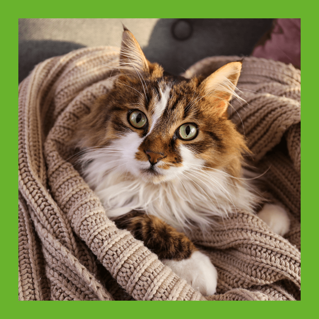 Project Achtergrond verwijderen-7 (1)